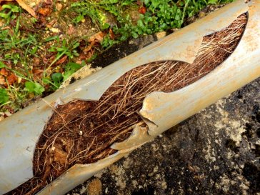 How to Protect Your Plumbing from Tree Roots